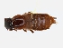  (Quedius miltoni - CNCAJB19-05)  @11 [ ] CreativeCommons  Attribution Non-Commercial ShareAlike (2019) Unspecified Canadian National Collection of Insects