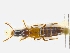  ( - CNCAJB19-43)  @11 [ ] CreativeCommons  Attribution Non-Commercial ShareAlike (2019) Unspecified Canadian National Collection of Insects