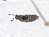  ( - CNCAJB19-60)  @11 [ ] CreativeCommons  Attribution Non-Commercial ShareAlike (2019) Unspecified Canadian National Collection of Insects