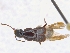  ( - CNCAJB19-72)  @11 [ ] CreativeCommons  Attribution Non-Commercial ShareAlike (2019) Unspecified Canadian National Collection of Insects