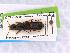  ( - CNCAJB19-137)  @11 [ ] CreativeCommons  Attribution Non-Commercial ShareAlike (2019) Unspecified Canadian National Collection of Insects