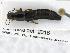  ( - CNCAJB19-160)  @11 [ ] CreativeCommons  Attribution Non-Commercial ShareAlike (2019) Unspecified Canadian National Collection of Insects