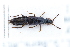  ( - CNCAJB22-056)  @11 [ ] CreativeCommons  Attribution Non-Commercial ShareAlike (2022) Unspecified Canadian National Collection of Insects