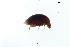  ( - CNCAJB22-025)  @11 [ ] CreativeCommons  Attribution Non-Commercial ShareAlike (2022) Unspecified Canadian National Collection of Insects