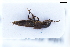  ( - CNCAJB22-123)  @11 [ ] CreativeCommons  Attribution Non-Commercial ShareAlike (2022) Unspecified Canadian National Collection of Insects