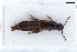  ( - CNCAJB22-125)  @11 [ ] CreativeCommons  Attribution Non-Commercial ShareAlike (2022) Unspecified Canadian National Collection of Insects