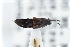  ( - CNCAJB22-127)  @11 [ ] CreativeCommons  Attribution Non-Commercial ShareAlike (2022) Unspecified Canadian National Collection of Insects