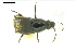  ( - CNCAJB24-102)  @11 [ ] CreativeCommons  Attribution Non-Commercial ShareAlike (2024) Unspecified Canadian National Collection of Insects