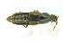  ( - CNCAJB24-103)  @11 [ ] CreativeCommons  Attribution Non-Commercial ShareAlike (2024) Unspecified Canadian National Collection of Insects