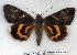  (Catocala doerriesi - 2202-280705-RU)  @15 [ ] Unspecified (default): All Rights Reserved  Unspecified Unspecified