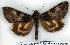  (Catocala streckeri - 2249-230605-RU)  @15 [ ] Unspecified (default): All Rights Reserved  Unspecified Unspecified