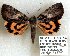  (Catocala crataegi sp. 1 - 5001-300494-MS)  @11 [ ] Unspecified (default): All Rights Reserved  Unspecified Unspecified