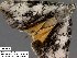  (Catocala amica sp. 3 - 3976-COI-08)  @11 [ ] Unspecified (default): All Rights Reserved  3976-COI-08 Unspecified