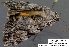  (Catocala amica sp. 2-RJB - 3977-COI-08)  @11 [ ] Unspecified (default): All Rights Reserved  3977-COI-08 Unspecified