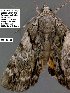  (Catocala crataegi sp. 2-RJB - 3981-COI-08)  @13 [ ] Unspecified (default): All Rights Reserved  3981-COI-08 Unspecified