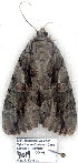  ( - 4019-COI-08)  @12 [ ] Unspecified (default): All Rights Reserved  Unspecified Unspecified