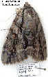  ( - 4079-COI-08)  @12 [ ] Unspecified (default): All Rights Reserved  Unspecified Unspecified