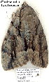  ( - 4088-COI-08)  @12 [ ] Unspecified (default): All Rights Reserved  Unspecified Unspecified