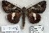  (Catocala nigricans - 5624-150905-CH)  @14 [ ] Unspecified (default): All Rights Reserved  Unspecified Unspecified