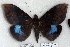  (Ischyja nr. hemiphaea - 5643-291108-PH)  @13 [ ] Unspecified (default): All Rights Reserved  Unspecified Unspecified