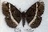  (Erebus sp. 1-RJB - 3988-021208-PH)  @13 [ ] Unspecified (default): All Rights Reserved  3988-021208-PH Unspecified