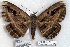  (Erebus sp. 5-RJB - 3992-021208-PH)  @13 [ ] Unspecified (default): All Rights Reserved  3992-021208-PH Unspecified