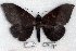  (Ischyja sp. 1-RJB - 5669-040808-MY)  @15 [ ] Unspecified (default): All Rights Reserved  5669-040808-MY Unspecified