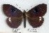  (Erebus sp. 3-RJB - 5677-200508-MY)  @14 [ ] Unspecified (default): All Rights Reserved  5677-200508-MY Unspecified