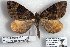  (Dysstroma sp. 1-RJB - 5759-300808-MY)  @14 [ ] Unspecified (default): All Rights Reserved  Unspecified Unspecified