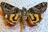 (Catocala musmi - 20017-270711-RU)  @14 [ ] Copyright (2013) Aidas Saldaitis Vilinus Ecological Institute