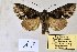  (Meganephria cinerea - 20146-301010-CH)  @13 [ ] Copyright (2013) Aidas Saldaitis Vilinus Ecological Institute