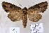  (Ctenoceratoda sp. New - 20166-240911-CH)  @14 [ ] Copyright (2013) Aidas Saldaitis Vilinus Ecological Institute