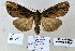  (Ctenoceratoda sublimis - 20170-180709-CH)  @13 [ ] Copyright (2013) Aidas Saldaitis Vilinus Ecological Institute