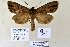  (Ctenoceratoda praecipua - 20173-250711-CH)  @14 [ ] Copyright (2013) Aidas Saldaitis Vilinus Ecological Institute