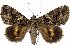  (Catocala separata - 20215-270609-BU)  @15 [ ] Copyright (2013) Robert Borth LepBio, LLC