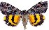  (Catocala desdemona - 20245-170712-ME)  @15 [ ] Copyright (2013) Robert Borth LepBio, LLC