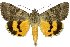  (Catocala neonympha - 20271-210610-KA)  @15 [ ] Copyright (2013) Robert Borth LepBio, LLC