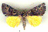  (Catocala infasciata - 6017-000000-CH.1)  @13 [ ] Unspecified (default): All Rights Reserved  Unspecified Unspecified
