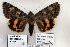 (Catocala persimilis - 8013-150809-PA)  @14 [ ] Unspecified (default): All Rights Reserved  Unspecified Unspecified