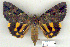  (Catocala butleri - 8058-010709-CH)  @15 [ ] Unspecified (default): All Rights Reserved  Unspecified Unspecified
