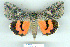  (Catocala repudiata - 8059-210709-KA)  @13 [ ] Unspecified (default): All Rights Reserved  Unspecified Unspecified