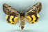  (Catocala dariana - 8070-010876-AF)  @11 [ ] Unspecified (default): All Rights Reserved  Unspecified Unspecified