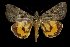  (Catocala puella - 8075-010608-CH)  @14 [ ] Unspecified (default): All Rights Reserved  Unspecified Unspecified