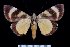  (Catocala kishidai - 8085-050602-MY)  @14 [ ] Unspecified (default): All Rights Reserved  Unspecified Unspecified