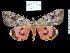  (Catocala sponsalis - 8086-150604-CH)  @15 [ ] Unspecified (default): All Rights Reserved  Unspecified Unspecified