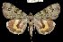  (Catocala okurai - 8090-270673-TA)  @15 [ ] Unspecified (default): All Rights Reserved  Unspecified Unspecified