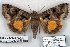  (Chrysorithrum flavomaculata - 5859-250602-RU)  @14 [ ] Unspecified (default): All Rights Reserved  Unspecified Unspecified