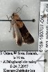  (Hypotacha ochribasalis - 6159-160707-OM)  @13 [ ] Unspecified (default): All Rights Reserved  Unspecified Unspecified