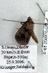  (Anoba triangularis - 6168-250906-OM)  @12 [ ] Unspecified (default): All Rights Reserved  Unspecified Unspecified
