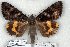  (Catocala tapestrina - 6177-180698-NE)  @14 [ ] Unspecified (default): All Rights Reserved  Unspecified Unspecified